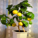 Саженцы Лимона в Симферополе — морозостойкие сорта! Саженцы Лимона в Симферополе — морозостойкие сорта!
