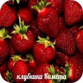 Клубника "Комета" Клубника "Комета"